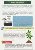 Vorschau - Arbeitsblätter - Blütenpflanzen Aufbau: Pflanzenteile, Funktionen, Photosynthese - Seite 1