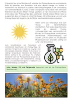Vorschau - Arbeitsblätter - Blütenpflanzen - Photosynthese - Seite 2