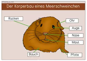 Vorschau - Arbeitsblätter - Übersichtsblätter/ Arbeitsblätter -Meerschweinchen - Seite 1