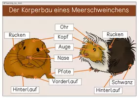 Vorschau - Arbeitsblätter - Übersichtsblätter/ Arbeitsblätter -Meerschweinchen - Seite 2