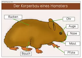 Vorschau - Arbeitsblätter - Übersichtsblätter/ Arbeitsblätter - Hamster - Seite 2