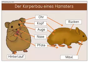 Vorschau - Arbeitsblätter - Übersichtsblätter/ Arbeitsblätter - Hamster - Seite 3