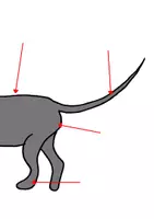Vorschau - Fördermaterial/Inklusion - Klettmappe Körperteile des Hundes - Seite 3