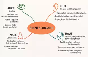 Vorschau - Arbeitsblätter - Lernposter + Arbeitsblatt "Sinne und Sinnesorgane" + interaktive Lösung & MP3 + Mindmap + Infografik - Seite 3