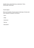 Vorschau - Arbeitsblätter - Arbeitsblatt - Der Hirschkäfer - Tiere lernen - 2. - 4. Klasse - Seite 3