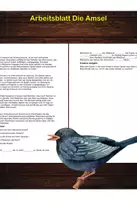 Vorschau - Arbeitsblätter - Arbeitsblatt - Die Amsel - Tiere lernen - 2. - 4. Klasse - Deckblatt