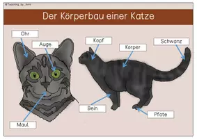 Vorschau - Arbeitsblätter - Übersichtsblätter/Arbeitsblätter - Katze - Seite 3