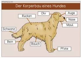 Vorschau - Arbeitsblätter - Kleines Materialpaket - Haustiere - Seite 1