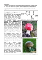 Vorschau - Arbeitsblätter - Partnerpuzzle: Ibotensäure und DMT – Bizarre Drogen - Seite 2