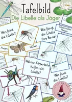 Vorschau - Präsentationen/Tafelbilder - Tafelbild: Die Libelle als Jäger - Deckblatt