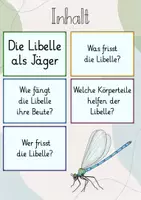 Vorschau - Präsentationen/Tafelbilder - Tafelbild: Die Libelle als Jäger - Seite 1