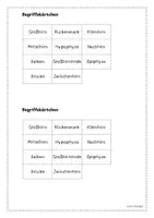 Vorschau - Arbeitsblätter - Das Gehirn - Aufbau (mit Legeübung) - Seite 2