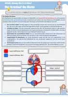 Vorschau - Arbeitsblätter - Der Kreislauf des Blutes (Die Stationen des Blutkreislaufs und deren Funktionen, kleiner und großer Blutkreislauf, Kreuzworträtsel) - Seite 1