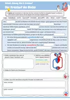 Vorschau - Arbeitsblätter - Der Kreislauf des Blutes (Die Stationen des Blutkreislaufs und deren Funktionen, kleiner und großer Blutkreislauf, Kreuzworträtsel) - Seite 2