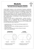 Vorschau - Arbeitsblätter - Sport: Trainingslehre - Muskeln (Zusammensetzung unserer Muskeln) - Seite 1