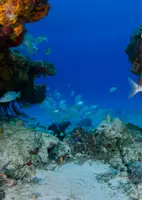anteprima - Esercizi - FONDALE MARINO PLASTIFICABILE - Pagina 2