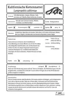 Vorschau - Stationenlernen - Schlangen-Steckbrief - Seite 3