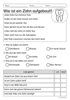 Vorschau - Arbeitsblätter - Lesen & Verstehen - Meine Zähne - Leseförderug für Leseanfänger (Klasse 1-2) - Seite 2