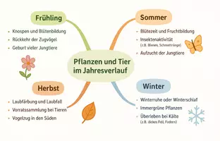 Vorschau - Arbeitsblätter - Arbeitsblatt "Pflanzen und Tiere im Jahresverlauf" + interaktive Lösung & MP3 + Mindmap - Seite 2