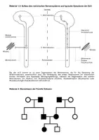 Vorschau - Prüfungsvorbereitung - Prüfungsaufgabe Amyotrophe Lateralsklerose (ALS) - Seite 3