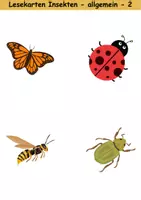 Vorschau - Spiele - Lesekarten/Bildkarten Insekten einfach - DaZ/DaF, Deutsch (Grundschule) - Seite 2