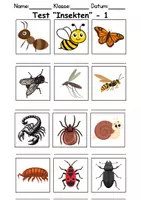 Vorschau - Test - Test Insekten - DaZ/DaF, Deutsch, Sachunterricht (Klasse 1 und 2) - Seite 1