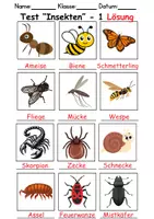Vorschau - Test - Test Insekten - DaZ/DaF, Deutsch, Sachunterricht (Klasse 1 und 2) - Seite 2