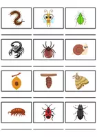 Vorschau - Mal- und Bastelvorlagen - Wörterliste Thema Insekten - DaZ/DaF, Deutsch (Grundschule) Kartenspiel - Seite 3