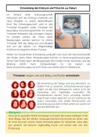 Vorschau - Arbeitsblätter - Der Verlauf einer Schwangerschaft Unterrichtsmaterial - Seite 2