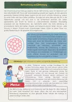 Vorschau - Arbeitsblätter - Schwangerschaft Materialpaket: Befruchtung, Verlauf, Geburt - Seite 2