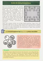 Vorschau - Arbeitsblätter - Schwangerschaft Materialpaket: Befruchtung, Verlauf, Geburt - Seite 3