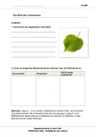 Vorschau - Arbeitsblätter - Die Linde - Arbeitsblätter und Lösungen PDF - Seite 2
