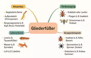 Vorschau - Arbeitsblätter - Lernposter + AB mit Fragen zum Thema "Gliederfüßer" + Lösungsblatt + Mindmap + Infografik - Seite 3
