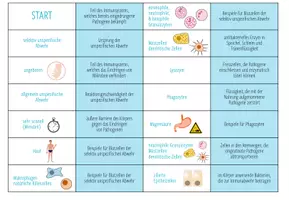 Vorschau - Stationenlernen - Immunsystem: unspezifische Abwehr – Domino Spiel (Abitur) - Seite 3