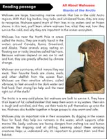 Vorschau - Arbeitsblätter - All About Walruses: Reading Comprehension and Word search with Answers.. 3rd, 4th, 5th grade. - Seite 1
