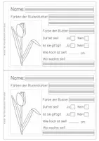 Vorschau - Arbeitsblätter - Forscherheft Frühblüher - handgezeichnet - Seite 2