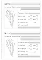 Vorschau - Arbeitsblätter - Forscherheft Frühblüher - handgezeichnet - Seite 3