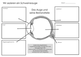 Vorschau - Arbeitsblätter - Ein Schweineauge sezieren - Seite 1