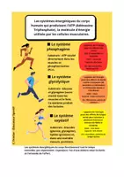 Aperçu - Fiches - les systèmes énergétiques du corps humain - Page de couverture