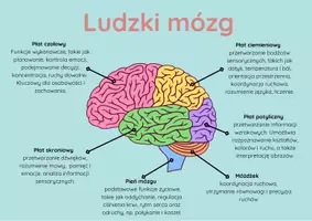 zapowiedź - Plakat „Ludzki mózg” w trzech wersjach kolorystycznych - strona 2