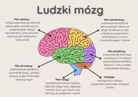 zapowiedź - Plakat „Ludzki mózg” w trzech wersjach kolorystycznych - strona 3