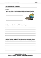 Vorschau - Arbeitsblätter - Braunbär - Arbeitsblätter und Lösung PDF - Seite 1