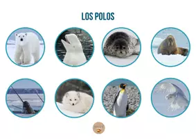 Vista previa - Unidades / Secuencias / Situaciones de Aprendizaje - Hábitats animales - Tesoros Brillantes - página 3
