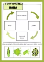 anteprima - Materiale di supporto/inclusione - Il Ciclo Vitale della Rana - Pagina 1