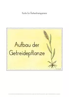 Vorschau - Stundenentwürfe - Getreide Aufbau Getreidepflanze Unterrichtseinheit - Seite 3