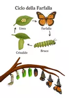 anteprima - Esercizi - Il Ciclo Vitale della Farfalla - Pagina 2