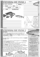 Vorschau - Stundenentwürfe - Forscherheft zu den Fischen / Fische im Biologieunterricht - Seite 2