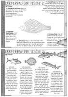 Vorschau - Stundenentwürfe - Forscherheft zu den Fischen / Fische im Biologieunterricht - Seite 3