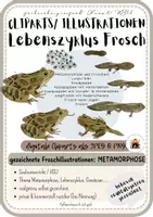Vorschau - Arbeitsblätter - Materialpaket Frosch Metamorphose + Illustrationen - Seite 1