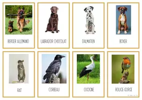 Aperçu - Cartes / Images - Cartes nomenclature animaux domestiques & jardin - Page de couverture